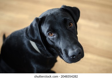 Black dog Labrador retriever closeup face and look, neutral background 