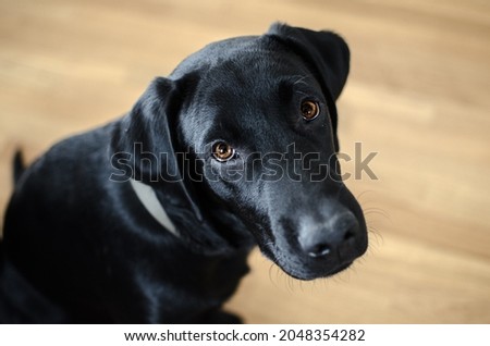 Black dog Labrador retriever closeup face and look, neutral background 