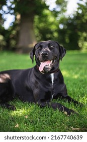 Black Dog Labrador With A Tounge  In The Park 