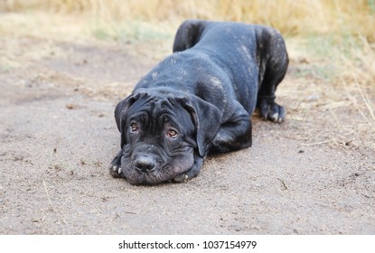 Black Dog Laying Down