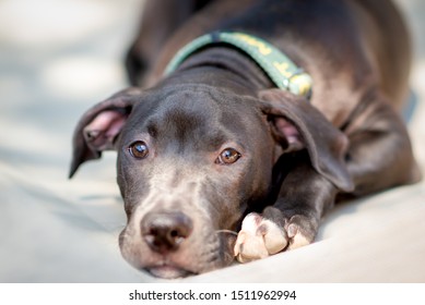 Black Dog Laying Down As He Waits For His Forever Family