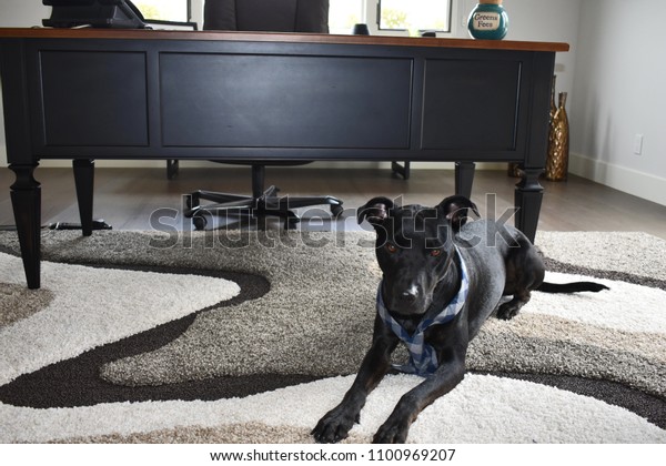 Black Dog Laying Down Office Wearing Stock Photo Edit Now 1100969207
