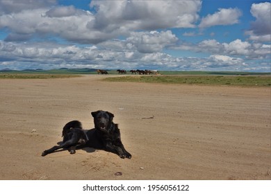 Black Dog Laying On The Sand Ground Mongolia