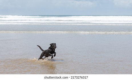 A Black Dog Leaps While Running In Sea Water On An English Beach In The Summer On A Bright Sunny Summer's Day. Waves, Sky And White Water Background