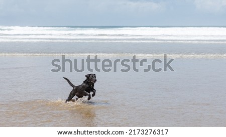 A black dog leaps while running in sea water on an English beach in the summer on a bright sunny summer's day. Waves, sky and white water background