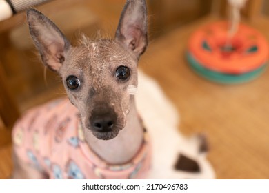 The Black Dog With Leprosy. The Skin Disease