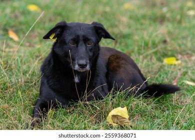 A black dog lies comfortably on green grass surrounded by colorful fallen leaves. The calm atmosphere suggests a peaceful afternoon in the outdoors. - Powered by Shutterstock