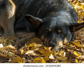 A black dog lies on yellow autumn leaves in the yard on a sunny day - Powered by Shutterstock