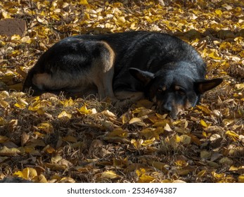 A black dog lies on yellow autumn leaves in the yard on a sunny day - Powered by Shutterstock