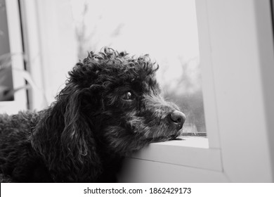 Black Dog Looking Out The Window