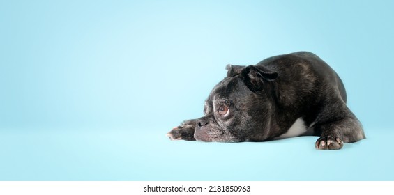 Black dog lying in front of blue background. Side profile of senior dog lying sideways with head between the paws and on floor. 9 years old female boston terrier pug mix. Selective focus. Copy space.