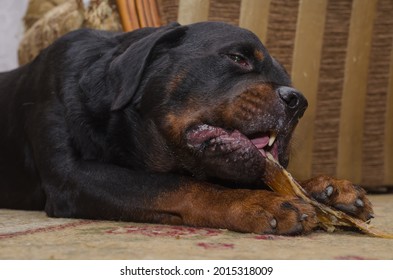 Black Dog Is Lying On Carpet And Chewing Treat. Rottweiler Is Biting Dried Beef Tendon. Pampering Beloved Animal Beef Backstrap Chews