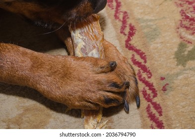 Black Dog Is Lying On Carpet And Chewing Treat. Rottweiler Is Biting Dried Beef Tendon. Pampering Beloved Animal Beef Backstrap Chews