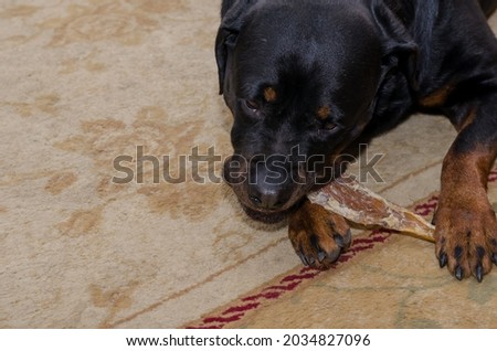 Black dog is lying on carpet and chewing treat. Rottweiler female is biting dried beef tendon. Pampering beloved animal Beef Backstrap chews