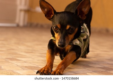 A Black Dog: Mini Pinscher Stretching 