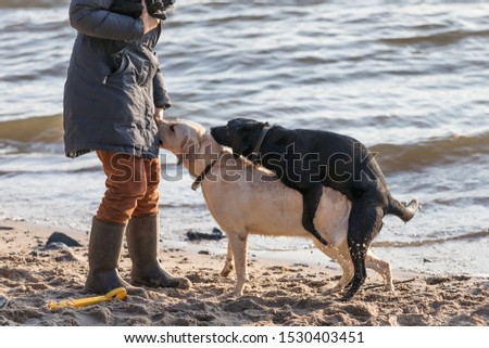black dog mounting white one in front of owner