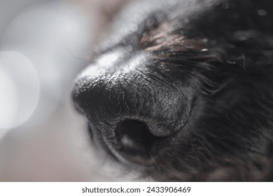 Black dog nose close up - Powered by Shutterstock