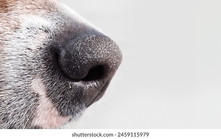 Black dog nose on gray background. Close up. Side view of puppy dog head with focus on nose. Concept for superior sense of smell. Female Harrier mix dog, medium size. Selective focus. - Powered by Shutterstock