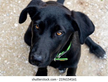 A Black Dog On A Background Of Gravel