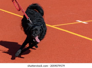 Black Dog On Leash In Dog School