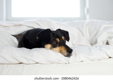 9,613 Dog in sheets Images, Stock Photos & Vectors | Shutterstock