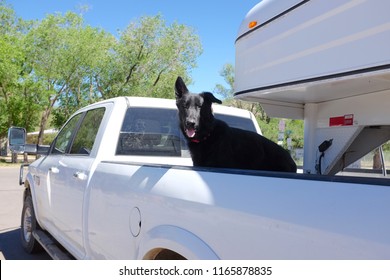 Black Dog Panting, Looking At Camera, Standing In Back Of White Pickup Truck Driving Away