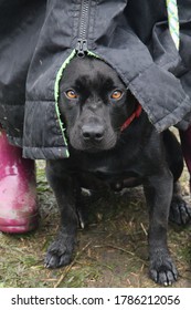 Black Dog Peaking Staffordshire Bull Terrier