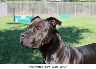 Black Dog Photo Portrait Of Pitbull