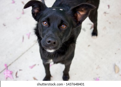 Black Dog With Pity Eyes. Cute Rescued Mutt