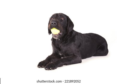 Black Dog Playing With A Ball On White Background