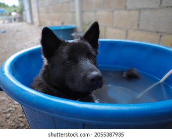 Black Dog Plays In Blue Storage Bin Filled With Water