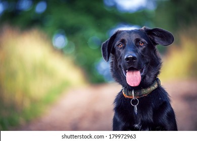 Black Dog Portrait