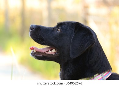 Black Dog Profile 