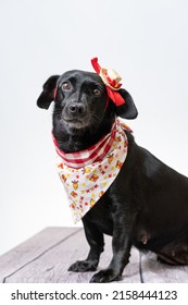 A black dog with red bow and bandana from festa junina - Shutterstock ID 2158444123
