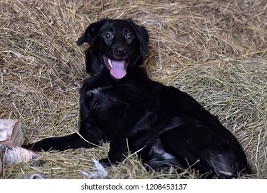 Black Dog Red Collar Hayloft Stock Photo 1571056885 | Shutterstock