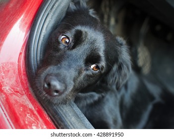 Black Dog Resting On A Car Floor With Sad Look In His Eyes. Low 