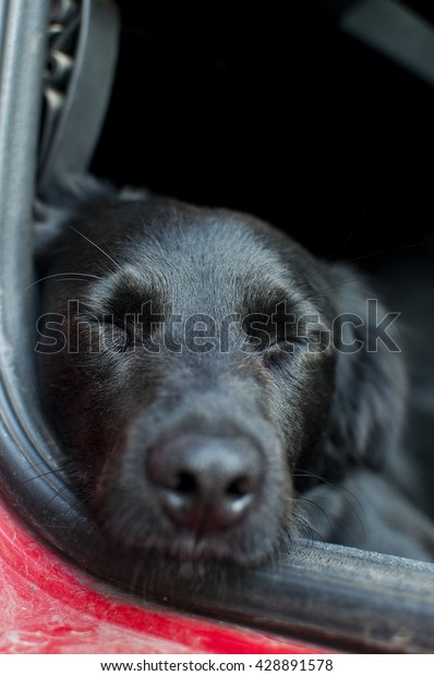 Black dog resting on a car floor with his\
eyes closed. Captured in low depth of\
field
