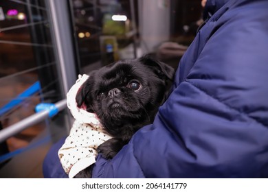 A Black Dog Rides A Bus To Travel. 