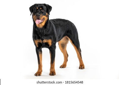 Black Dog Rottweiler Standing On White Background