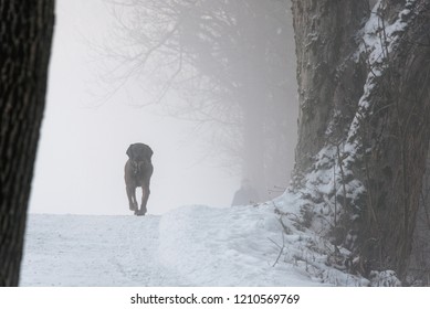 The Black Dog Is Running On A Snowy Pathway And His Owner Follows Him In The Background,  Magic Foggy Atmosphere In The Woods, Cold Winter Morning