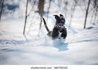 Black Dog Running In The Snow