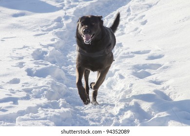 Black Dog Running In The Snow