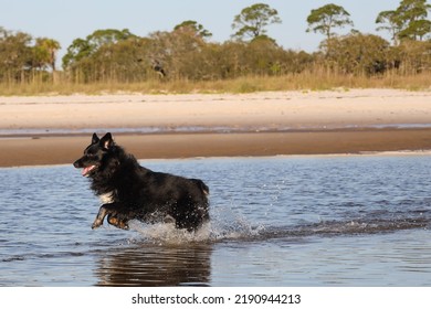 Black Dog Running In The Water On The Bayside Beach Florida