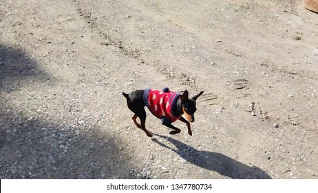 Black dog running in the yard at daytime - Shutterstock ID 1347780734