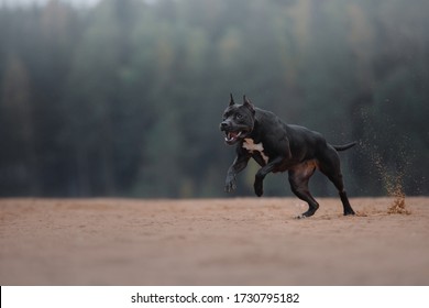 black dog runs on the sand. pit bull terrier on the beach. Athletic, healthy pet