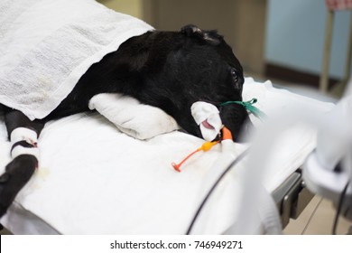 The black dog 's the placement of a tube that extends from the oral cavity into the trachea (endotracheal intubation) with cephalic vein intravenous cannulation .