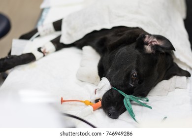 The Black Dog 's The Placement Of A Tube That Extends From The Oral Cavity Into The Trachea (endotracheal Intubation) With Cephalic Vein Intravenous Cannulation .