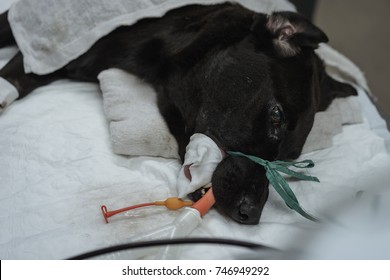 The Black Dog 's The Placement Of A Tube That Extends From The Oral Cavity Into The Trachea (endotracheal Intubation) With Cephalic Vein Intravenous Cannulation .