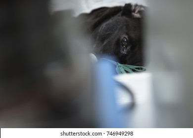 The Black Dog 's The Placement Of A Tube That Extends From The Oral Cavity Into The Trachea (endotracheal Intubation) With Cephalic Vein Intravenous Cannulation .