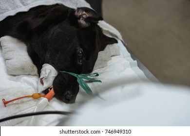 The Black Dog 's The Placement Of A Tube That Extends From The Oral Cavity Into The Trachea (endotracheal Intubation) With Cephalic Vein Intravenous Cannulation .